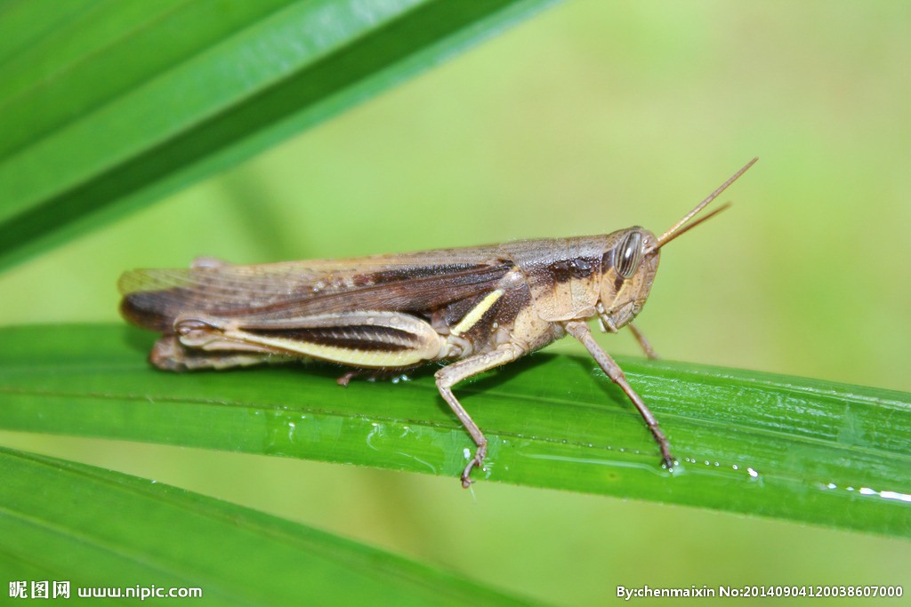 kaiyunapp-蚱蜢和蝗虫还有蚂蚱是一种动物吗